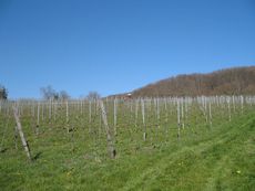 Weil am Rhein Weiler Weinweg 023.jpg